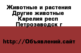 Животные и растения Другие животные. Карелия респ.,Петрозаводск г.